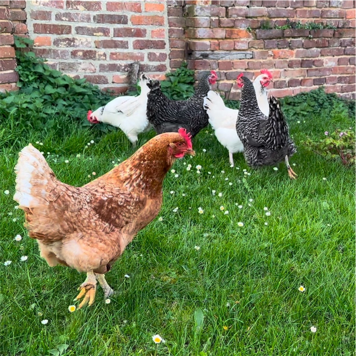 vers de Farine poules et oiseaux