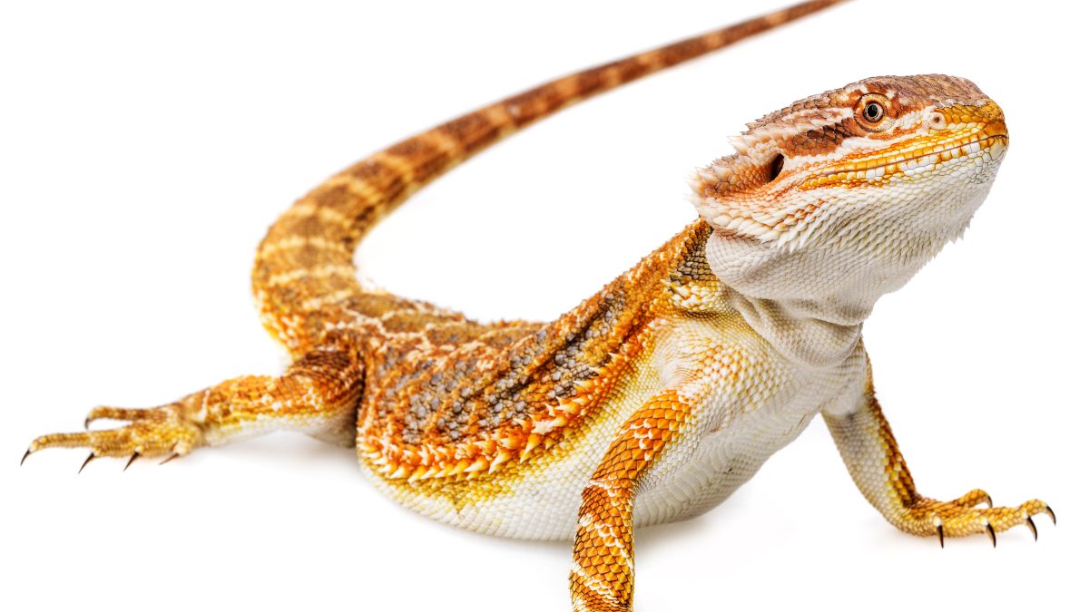 pogona - Dragon barbu