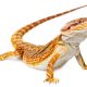 pogona - Dragon barbu