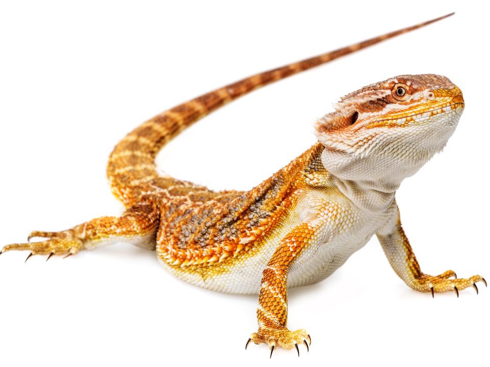 pogona - Dragon barbu