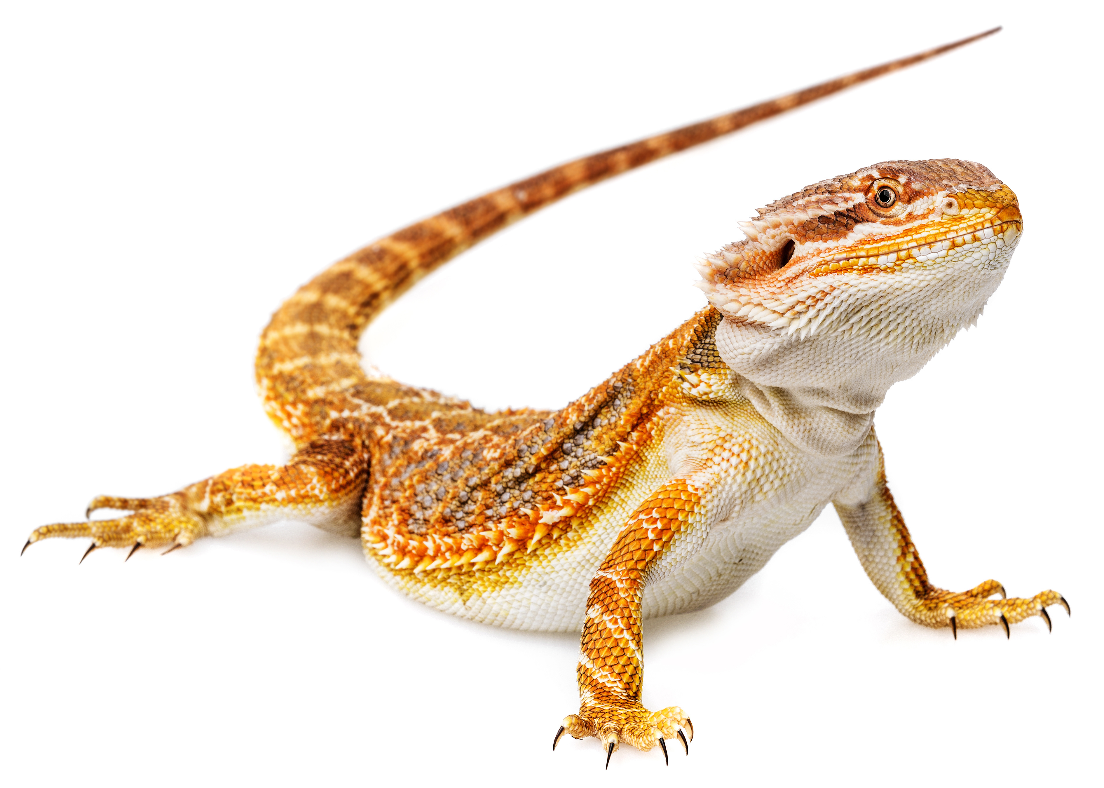 pogona - Dragon barbu